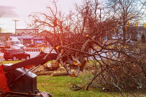 Best Stump Grinding and Removal  in Clarkston, GA