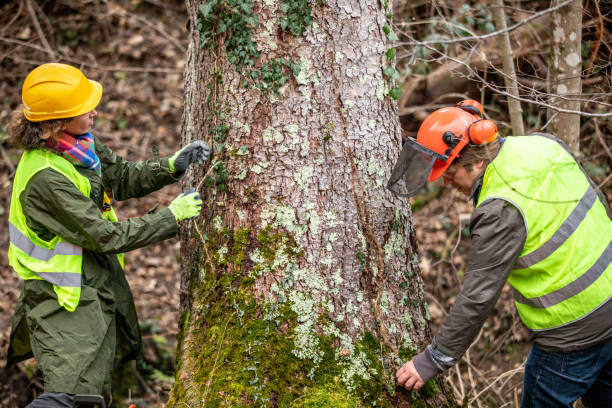 Best Arborist Consultation Services  in Clarkston, GA