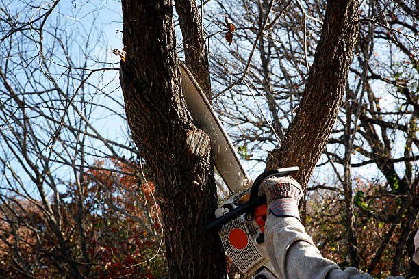 Best Leaf Removal  in Clarkston, GA