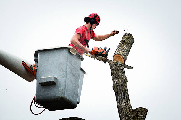 Best Storm Damage Tree Cleanup  in Clarkston, GA